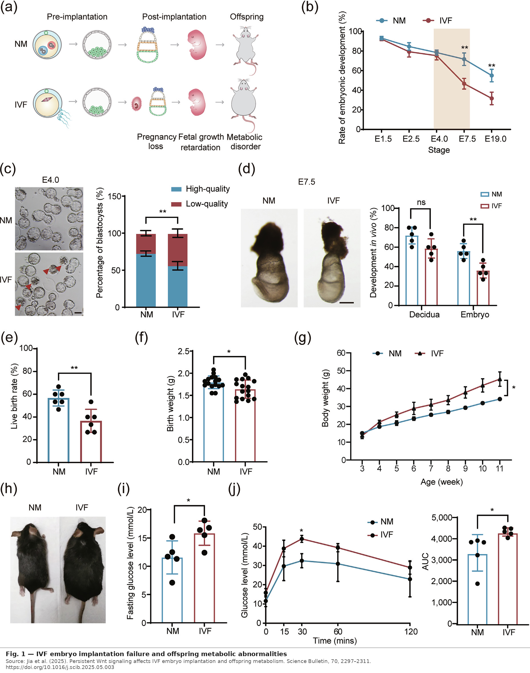 Fig1_IVF_Implantation_Defects_and_Offspring_Outcomes