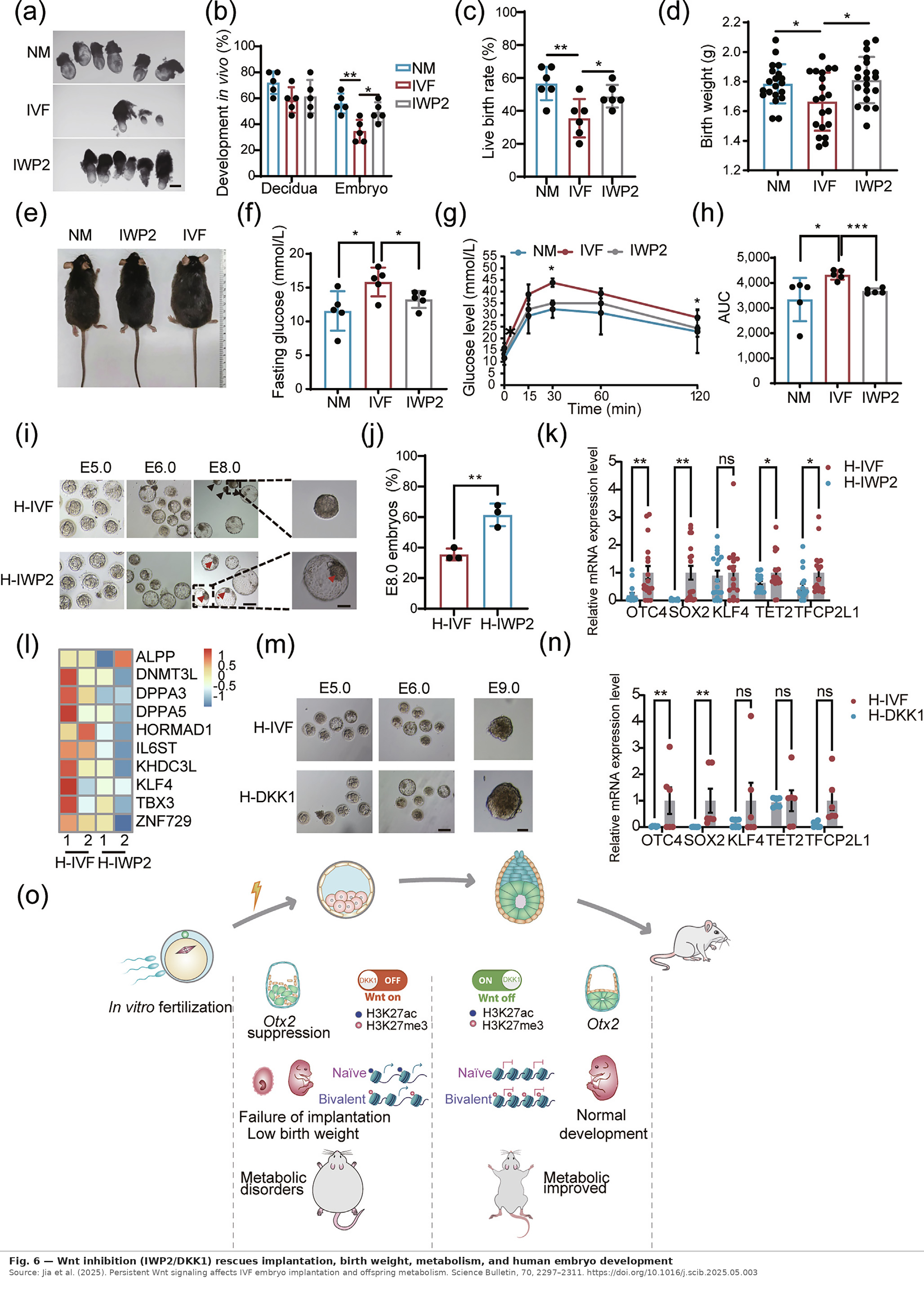 Fig6_Wnt_Inhibition_Rescues_IVF_Outcomes